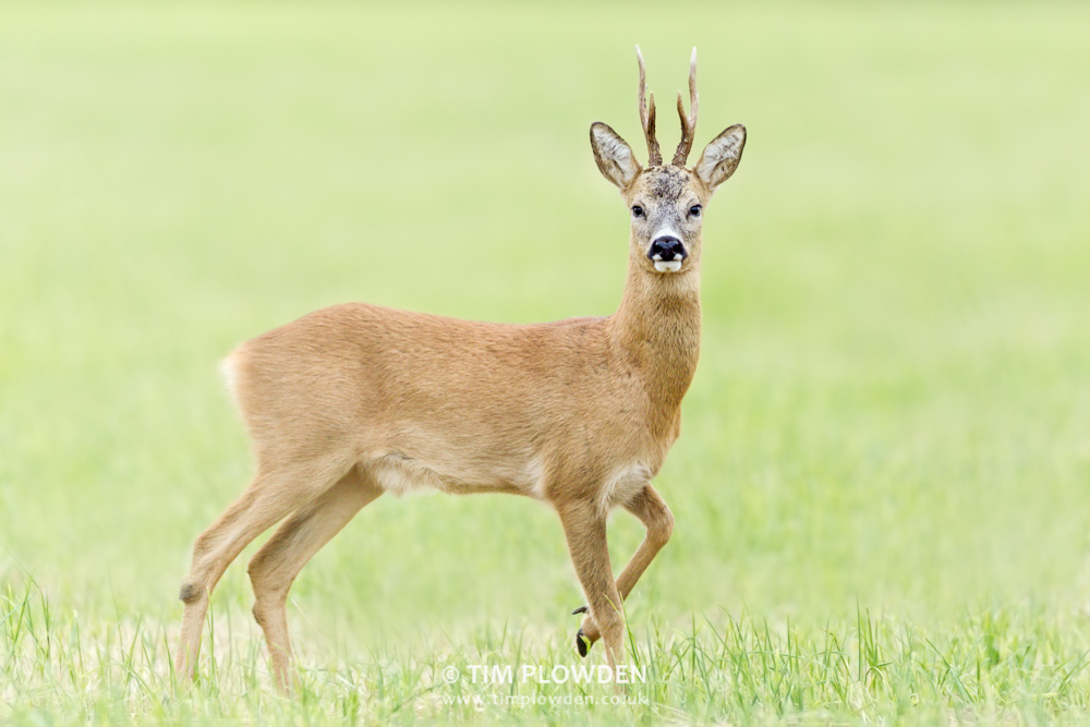 Roe Deer, Norfolk by Tim Plowden