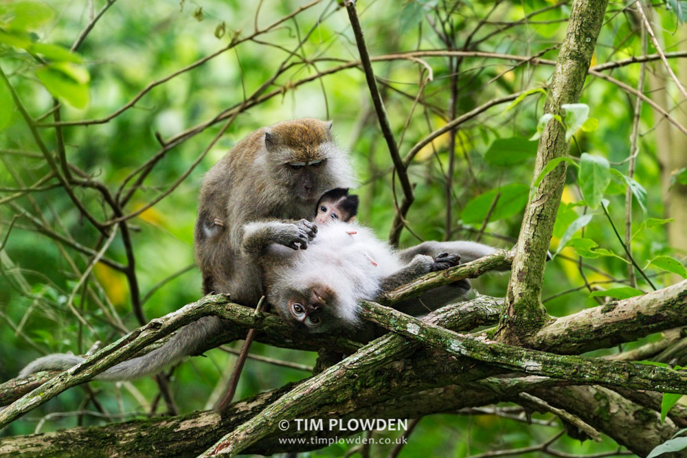 Crab-eating Macaque, Malaysia by Tim Plowden