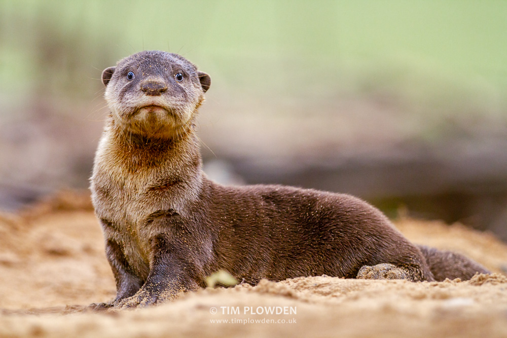 A smooth-coated otter pup rests on a mangrove beach, Singapore