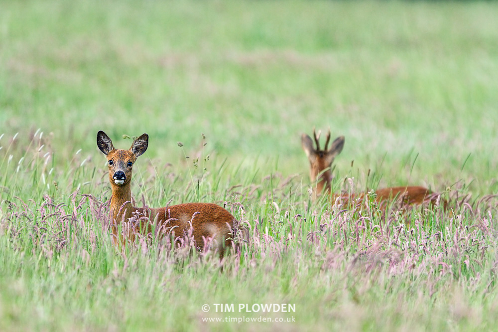 Roe Deer, Norfolk