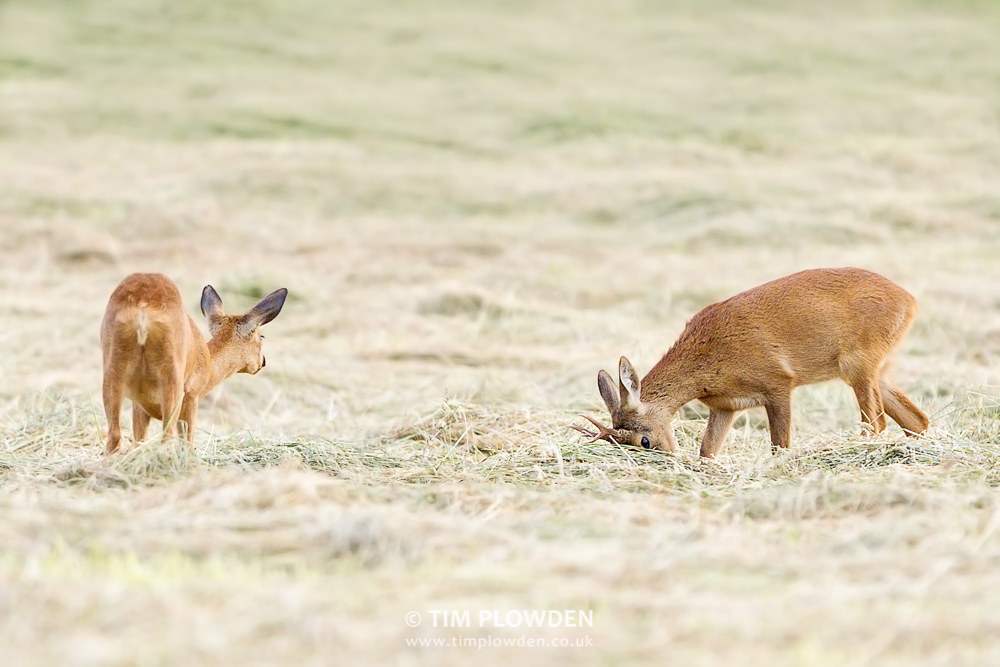 Roe Deer, Norfolk