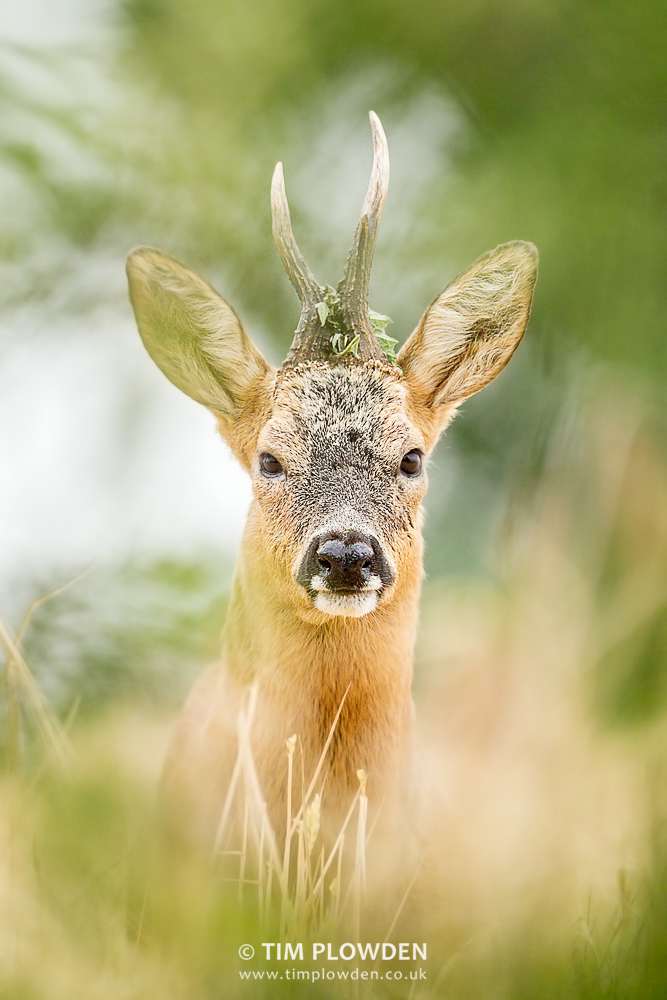 Roe Deer, Norfolk