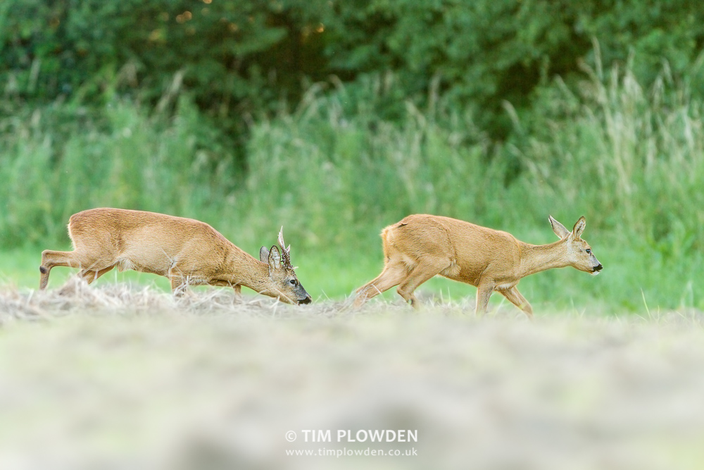Roe Deer, Norfolk