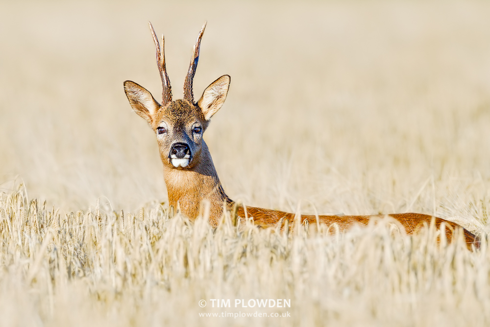 Roe Deer, Norfolk