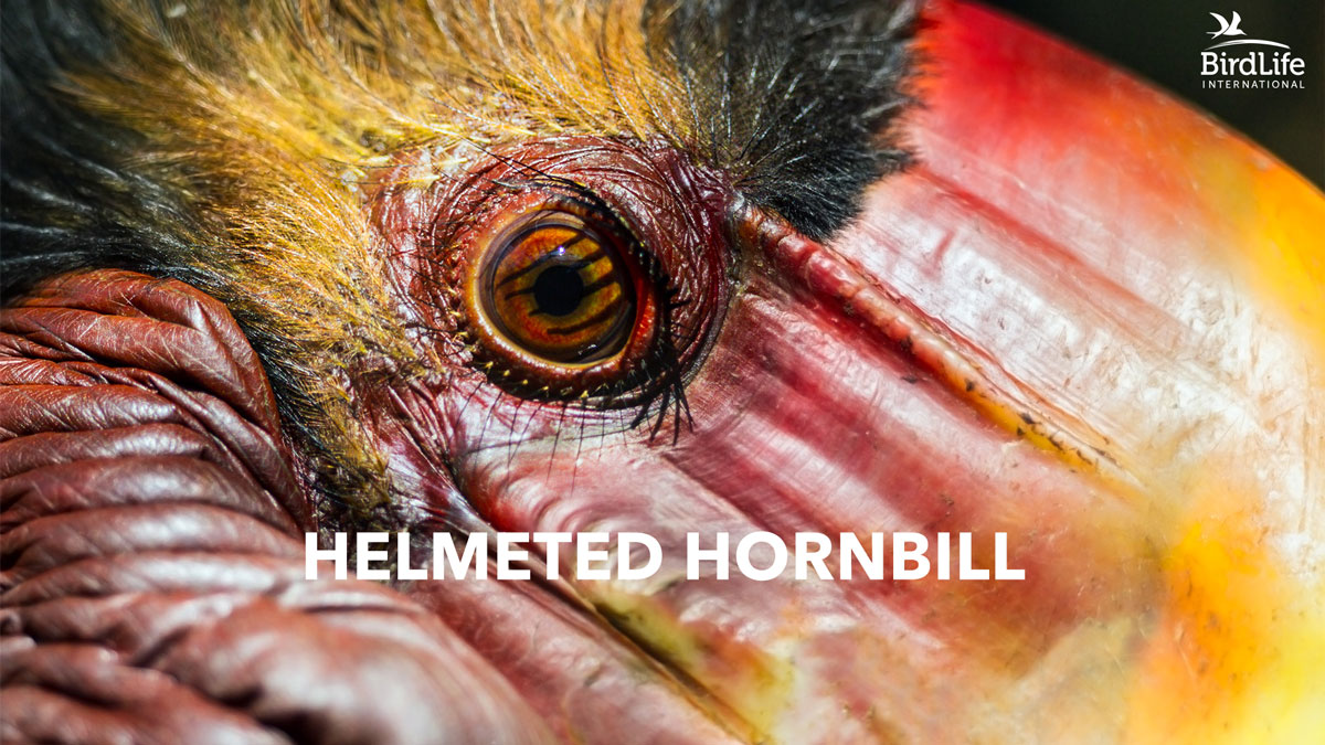 BirdLife International Helmeted Hornbill Video