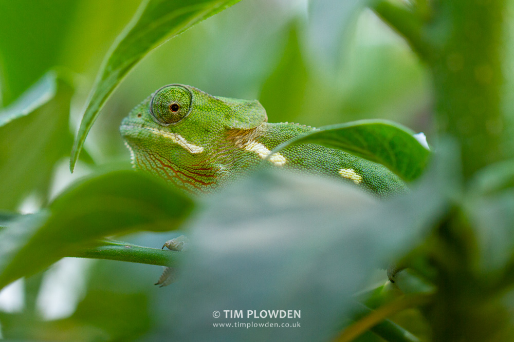Flap-necked Chameleon moulting, Zambia.