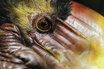 Helmeted Hornbill Wildlife conservation video by Tim Plowde