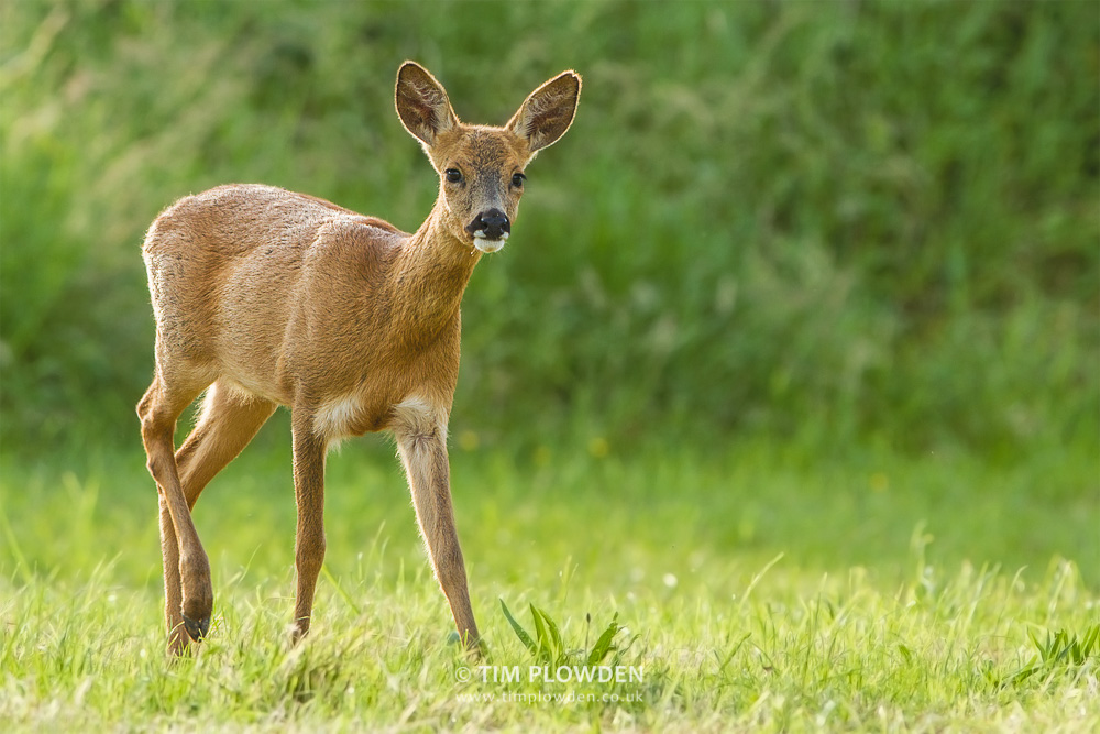 Roe Deer, Norfolk