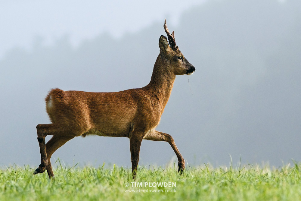 Roe Deer, Norfolk