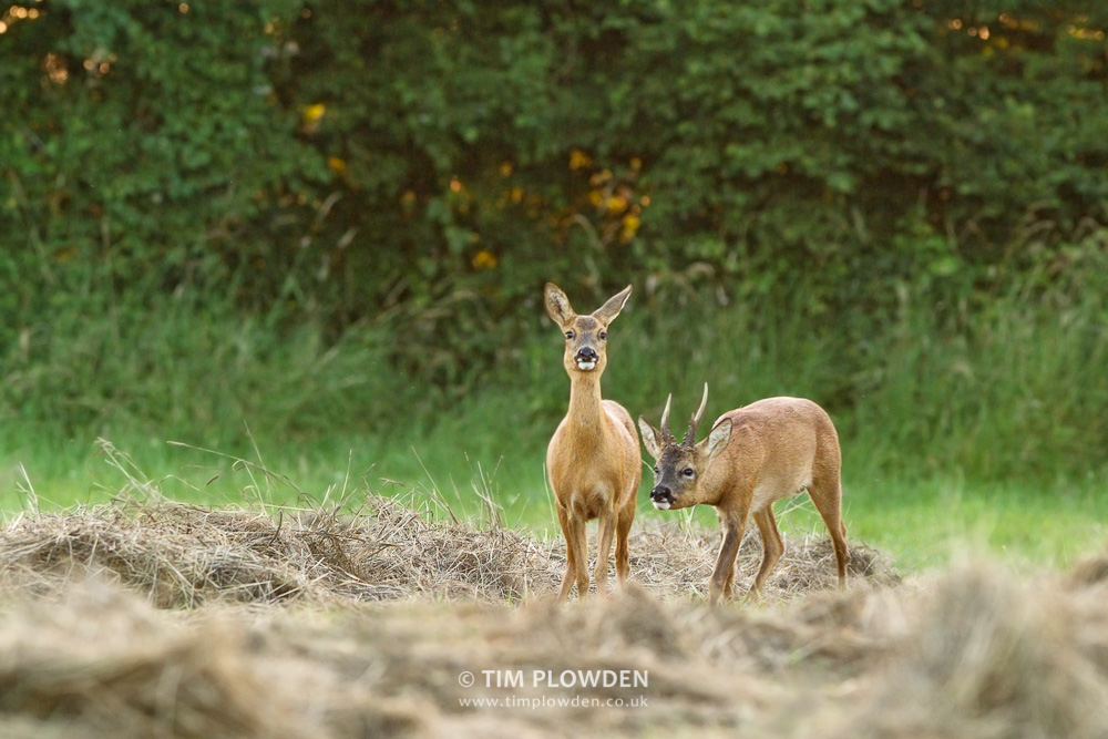 Roe Deer, Norfolk