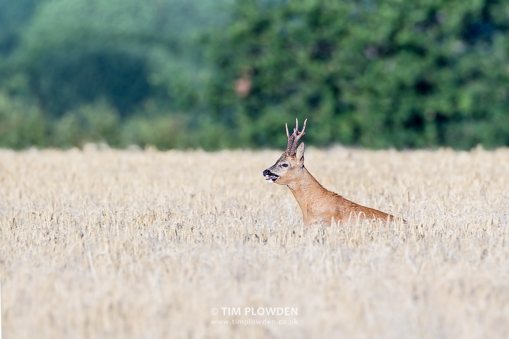 Roe Deer, Norfolk