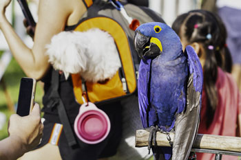 Singapore Parrot Trade Ecosytem Research Article