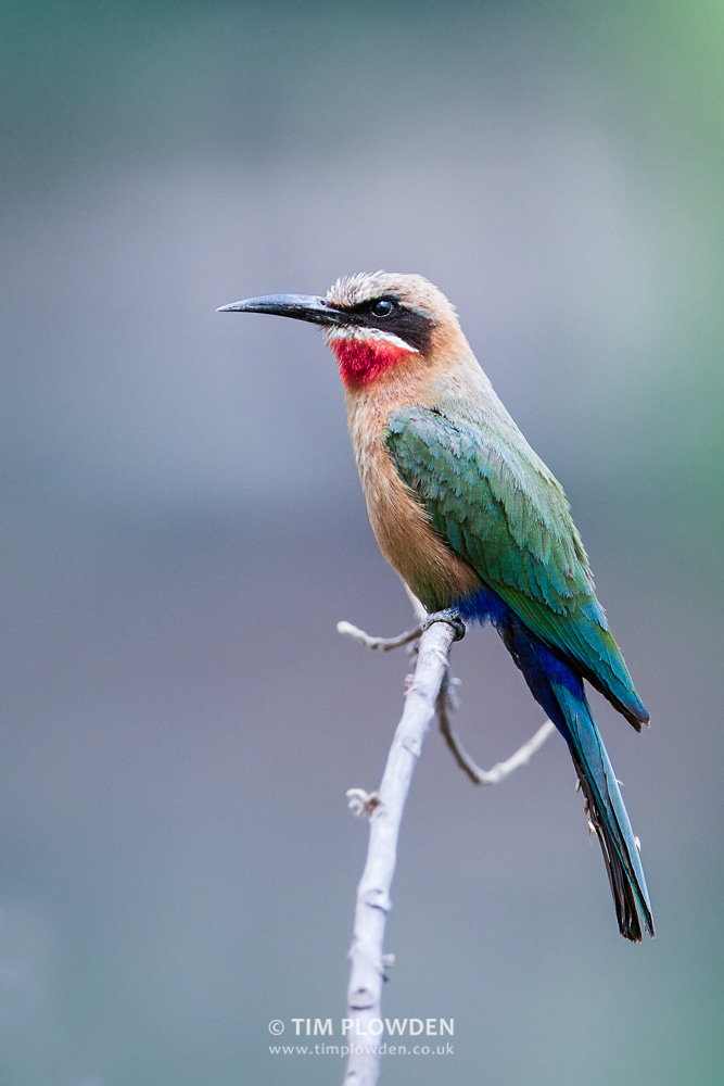 White-fronted Bee-eater, Zambia