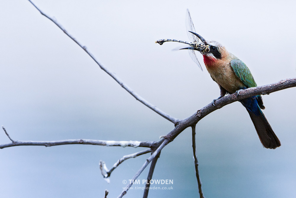 White-fronted Bee-eater, Zambia