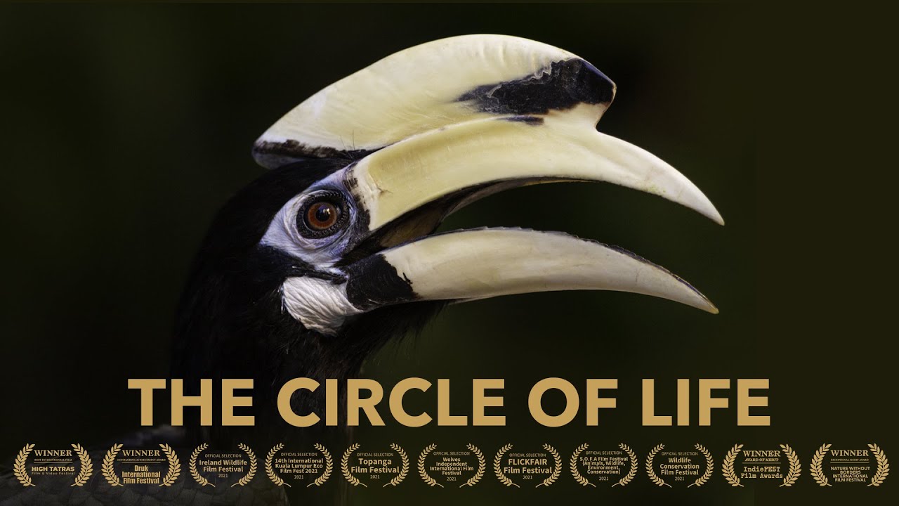 The Circle of Life by Tim Plowden: Short natural history documentary filmed in Singapore about nest predation behaviour by Oriental Pied Hornbills.