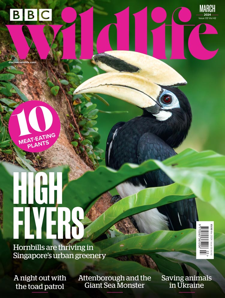 BBC Wildlife Magazine Cover Image and Main Feature Article by Tim Plowden