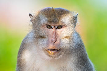 Species Spotlight: Long-Tailed Macaque Behaviour